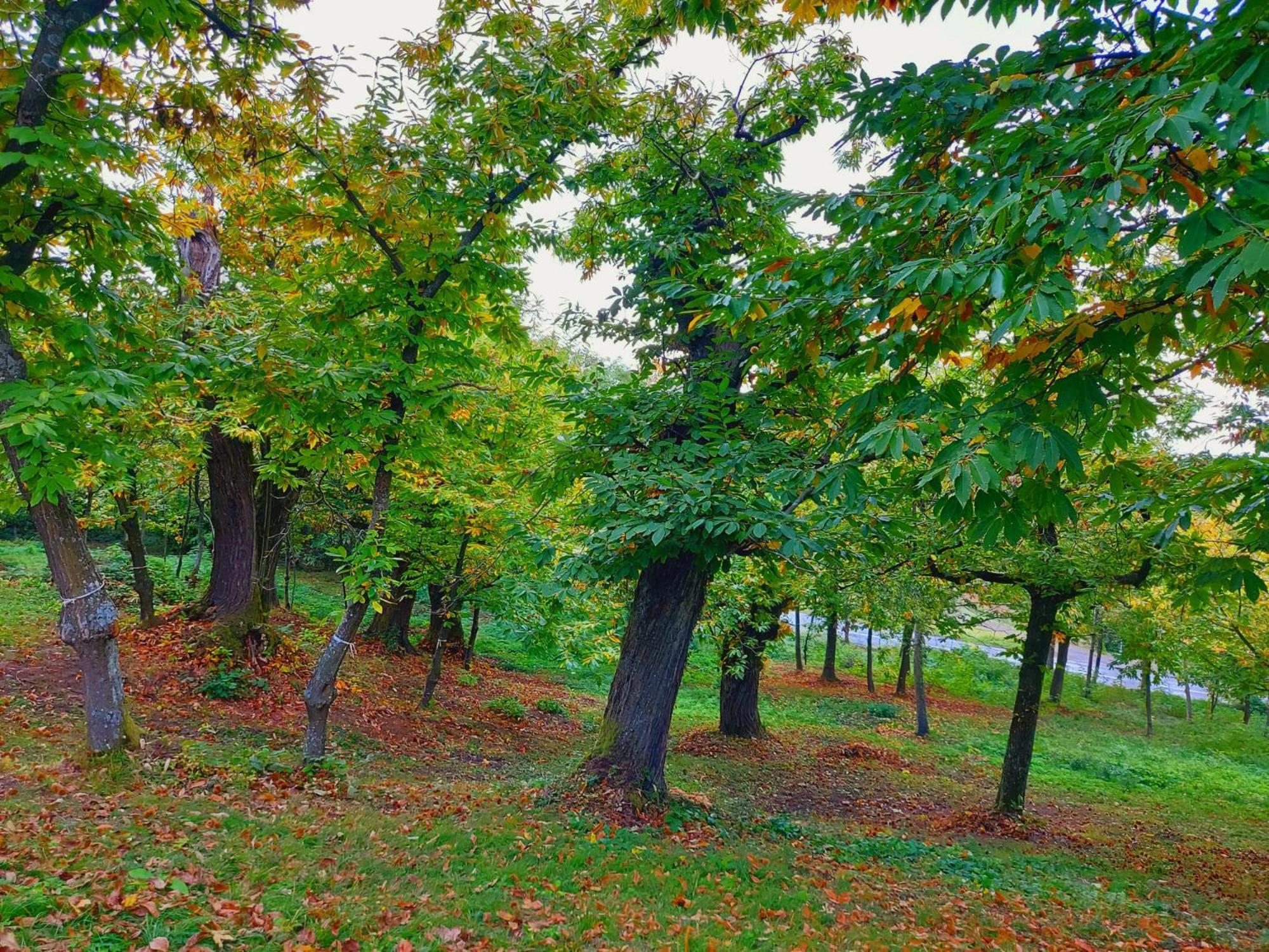 Bed and Breakfast Casa Barattini Zocchetta Екстер'єр фото